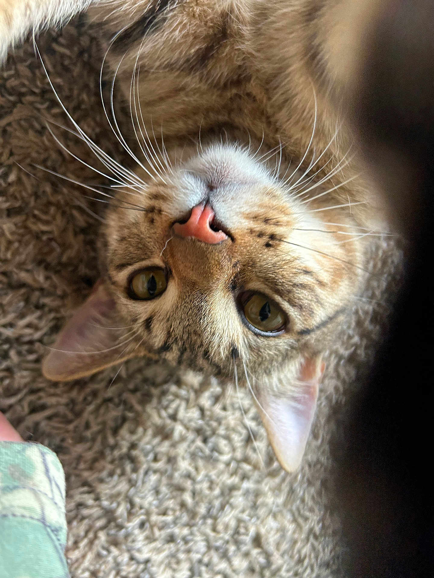 Pidgey joined the competition — help win amazing prizes! cat, close_up, whiskers, pink_nose, carpet, texture, feline, pet, animal, curious, upside_down, ears, fur, brown, tabby, eyes, indoor, soft, cute, playful