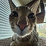 cat, close_up, indoor, cat_tree, window, blinds, carpet, curious, feline, pet, whiskers, ears, nose, face, animal, domestic, soft_light, texture, brown, striped