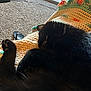 Iris is registered to the contest to win money with this photo: black_cat, cat, sleeping, crocheted_blanket, blanket, indoor, carpet, window, natural_light, cozy, pet, fur, resting, home, relaxation, animal, cute, paw, feline, soft