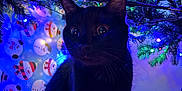 Iris is registered to the contest to win money with this photo: cat, black_cat, christmas_tree, holiday_lights, wrapping_paper, snowman, indoor, festive, decorations, curious, animal, pet, fur, whiskers, floor, colorful, night, closeup, tree_branches, celebration