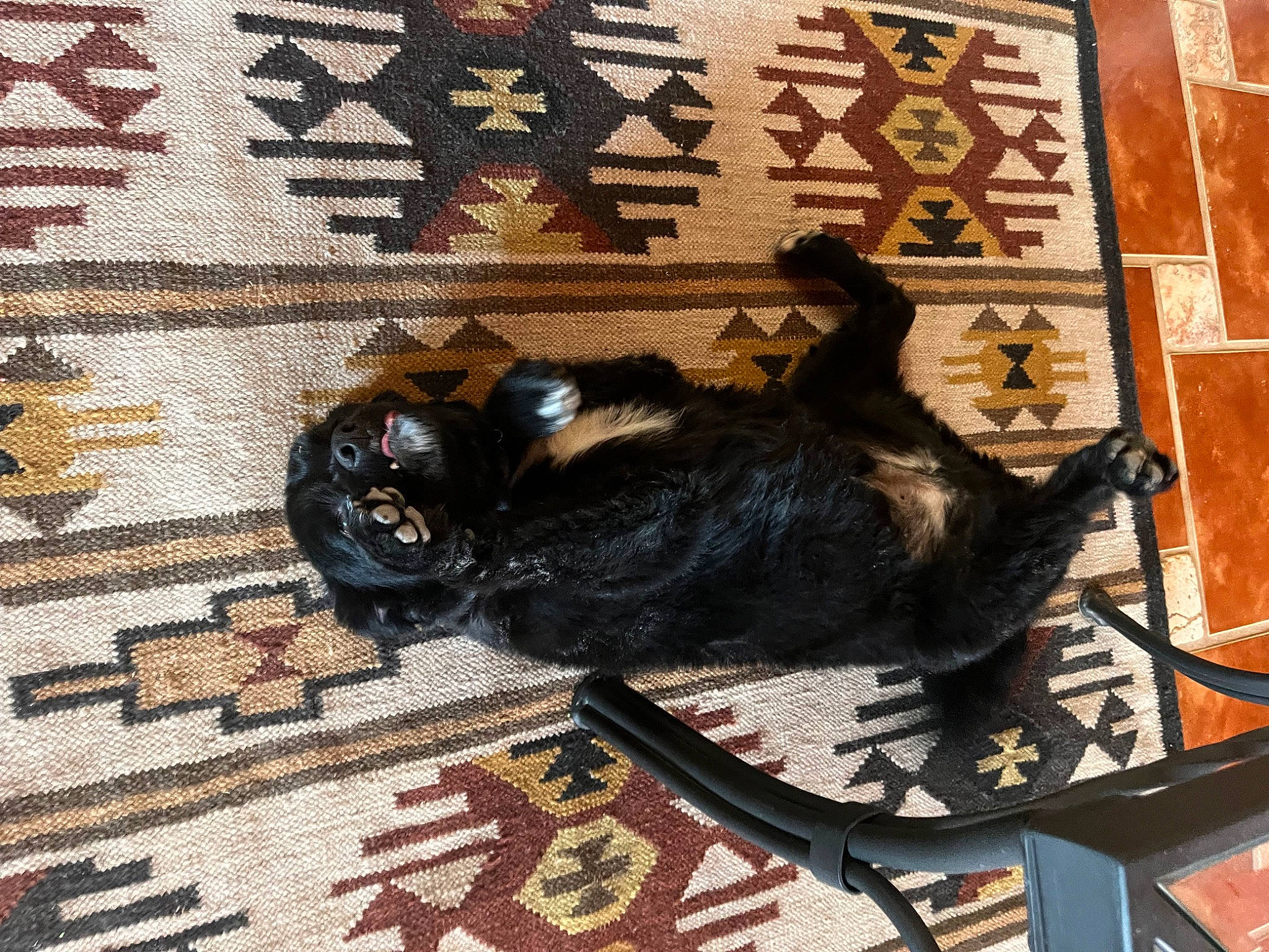 Gunther joined the competition — help win amazing prizes! art, bag, brown, carpet, companion_dog, dog_breed, domestic_short_haired_cat, felidae, floor, flooring, fur, hardwood, linens, pattern, room, rug, small_to_medium_sized_cats, tail, textile, wood