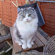 Vador participe au concours pour gagner de l'argent avec cette photo : cat, fluffy, folded_ears, wooden_bench, backyard, fence, hammock, flower_pots, outdoor, pet, animal, sitting, green_eyes, wood, nature, garden, cute, domestic_cat, portrait, relaxed