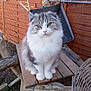 cat, fluffy, folded_ears, wooden_bench, backyard, fence, hammock, flower_pots, outdoor, pet, animal, sitting, green_eyes, wood, nature, garden, cute, domestic_cat, portrait, relaxed