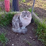 Vador a rejoint le concours — aidez-le/la à gagner de superbes lots ! animal, cat, curious, cute, dirt, feline, fluffy_cat, folded_ears, garden, grass, gray_cat, ground, nature, outdoor, pet, sitting, sunlight, tail, white_cat, wire_fence