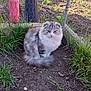 animal, cat, curious, cute, dirt, feline, fluffy_cat, folded_ears, garden, grass, gray_cat, ground, nature, outdoor, pet, sitting, sunlight, tail, white_cat, wire_fence