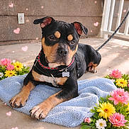 Chop joined the competition — help win amazing prizes! dog, canine, pet, black_tan_coat, collar, dog_tag, leash, towel, blanket, flowers, daisies, porch, concrete_floor, railing, window, paw, resting, cute, floral_arrangement, heart_overlay
