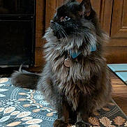 Sir Octavius Magnus joined the competition — help win amazing prizes! cat, long_hair, black_cat, collar, tag, sitting, indoor, rug, patterned_rug, wood_floor, wooden_cabinet, curious, pet, feline, fluffy, whiskers, side_view, domestic_cat, household, animal