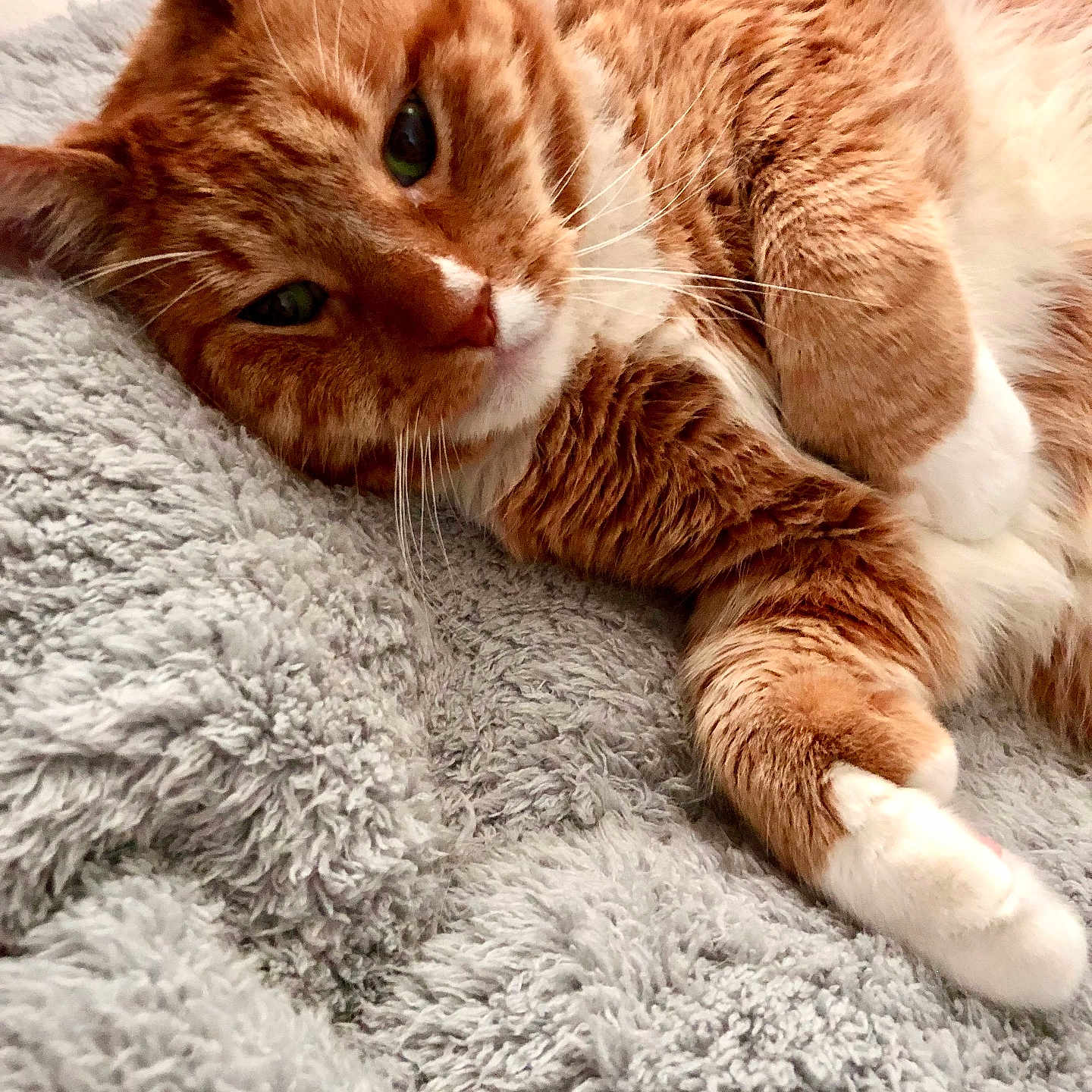 Simba joined the competition — help win amazing prizes! animal, bedroom, cat, closeup, cozy, cute, domestic_cat, feline, fluffy_blanket, fur, indoor, lying_down, orange_tabby, paw, pet, relaxed, resting, sleepy, soft_texture, whiskers