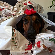 Gracie is registered to the contest to win money with this photo: dog, wrapping_paper, christmas, red_bow, gift, holiday, pet, brown_dog, indoor, curious, decorative, face, animal, canine, closeup, cute, festive, home, present, playful