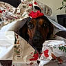 dog, wrapping_paper, christmas, red_bow, gift, holiday, pet, brown_dog, indoor, curious, decorative, face, animal, canine, closeup, cute, festive, home, present, playful