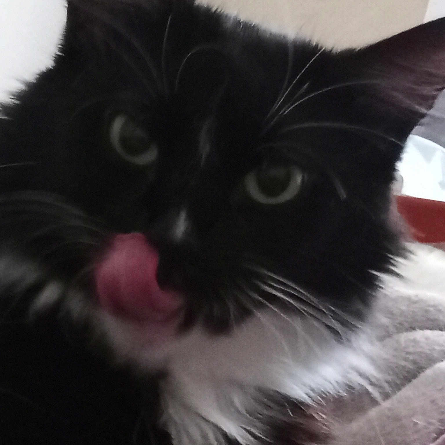 Peekaboo is registered to the contest to win money with this photo: black, black_and_white, black_cat, cat, cat_like_mammal, domestic_long_haired_cat, domestic_short_haired_cat, eye, fur, kitten, norwegian_forest_cat, paw, ragamuffin, small_to_medium_sized_cats, snout, whiskers