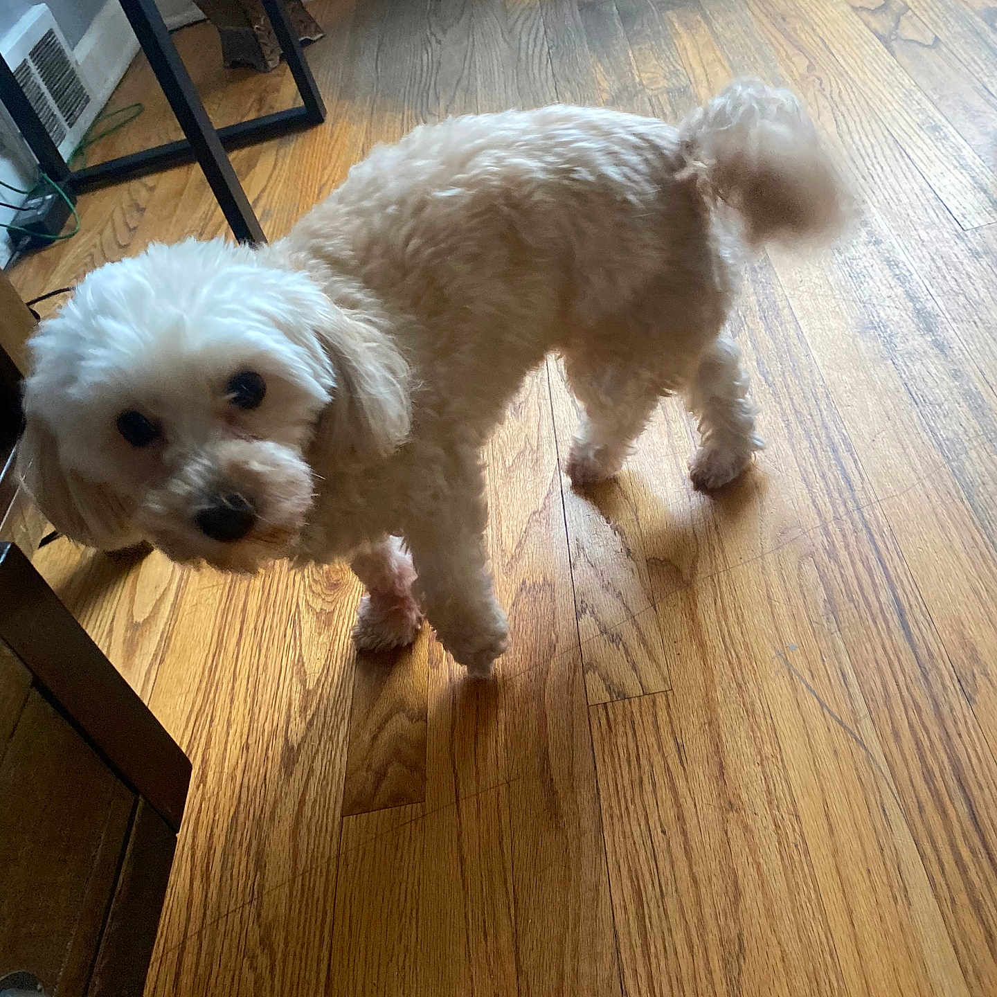 Ducle joined the competition — help win amazing prizes! animal, canine, cockerspaniel, dog, eskimodog, hardwood, indoors, interiordesign, pet, plywood, poodle, puppy, stainedwood, terrier, whitedog, wood, woodpanels