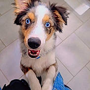 Aiko participe au concours pour gagner de l'argent avec cette photo : animal, black_clothing, blue_eyes, canine, cute, denim, dog, ears, fur, fur_pattern, happy, indoor, looking_up, mouth, nose, paws, pet, puppy, teeth, tile_floor