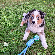 Aiko participe au concours pour gagner de l'argent avec cette photo : animal, blue_eyes, cute, dog, fluffy, fur, garden, grass, lawn, nature, outdoor, pet, playful, puppy, relaxing, rope, summer, tennis_ball, toy, young_dog