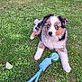 animal, blue_eyes, cute, dog, fluffy, fur, garden, grass, lawn, nature, outdoor, pet, playful, puppy, relaxing, rope, summer, tennis_ball, toy, young_dog