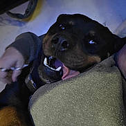 Cujo is registered to the contest to win money with this photo: person, dog, indoor, floor, chain, tile, happy, panting, snuggling, cozy, casual, closeup, face, pet, companion, collar, sweatshirt, blond_hair, relaxed, portrait