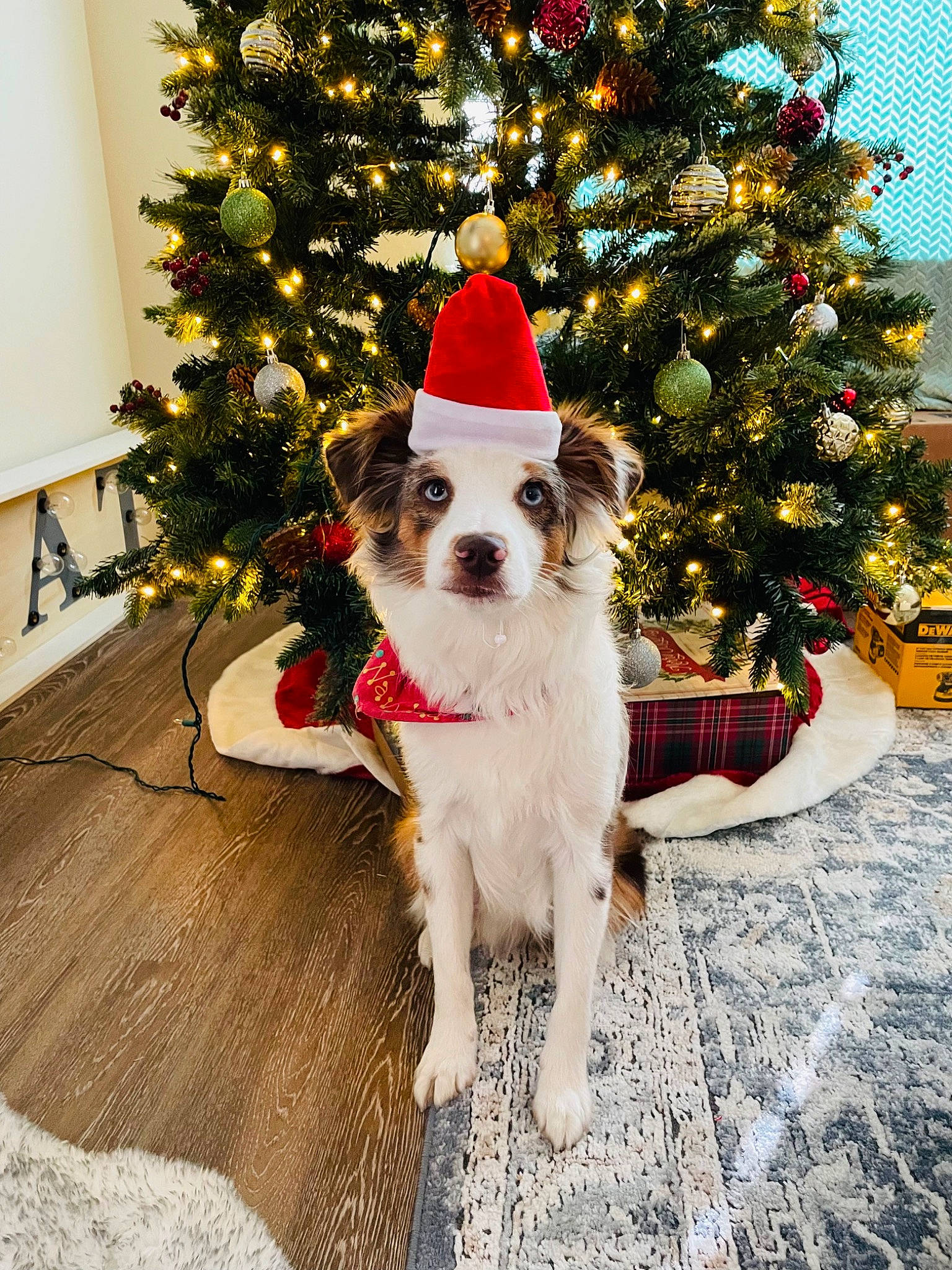 Rocket joined the competition — help win amazing prizes! carnivore, christmas, christmas_decoration, christmas_eve, christmas_ornament, christmas_tree, collar, companion_dog, costume_hat, dog, dog_breed, dog_supply, event, evergreen, fawn, holiday, holiday_ornament, ornament, plant, tree
