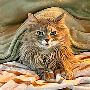 Lucy is registered to the contest to win money with this photo: cat, long_hair, green_eyes, blanket, cozy, indoor, pet, feline, fur, cute, resting, animal, comfort, warm, mammal, whiskers, paws, relaxed, domestic_cat, portrait