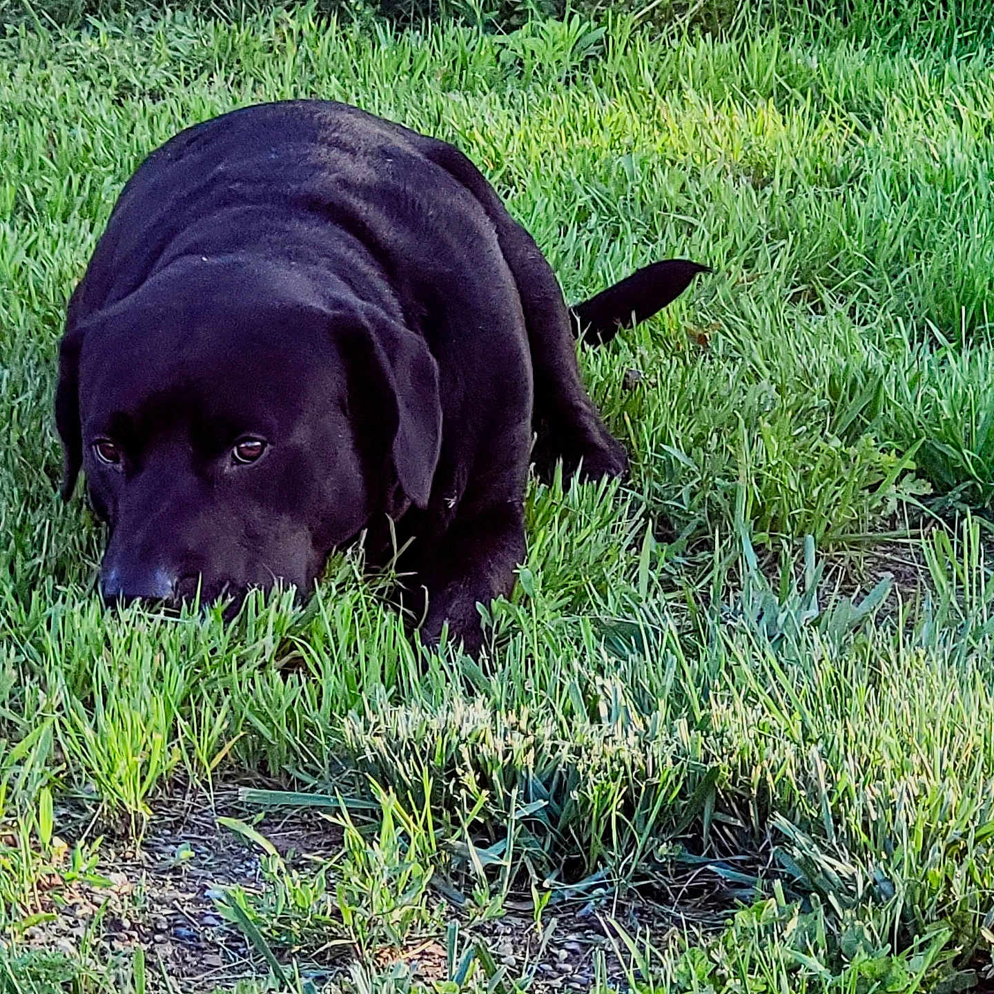 Spartacus joined the competition — help win amazing prizes! animal, black_dog, canine, daylight, dog, eyes, field, fur, grass, greenery, lying_down, mammal, nature, outdoor, park, peaceful, pet, quiet, snout, tail