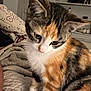 Talya a rejoint le concours — aidez-le/la à gagner de superbes lots ! cat, kitten, calico, fur, pet, indoor, bed, blanket, cozy, curious, animal, mammal, whiskers, ears, paws, domestic, feline, young, sitting, closeup
