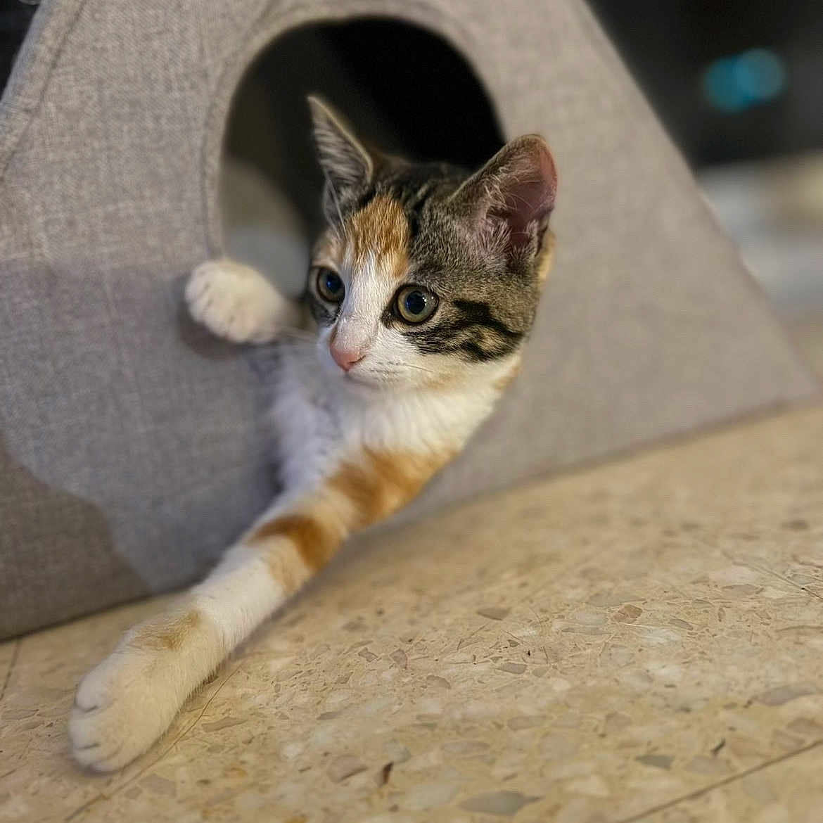 Talya participe au concours pour gagner de l'argent avec cette photo : animal, calico, cat, cat_house, cozy, curious, cute, ears, feline, floor, indoor, kitten, paw, pet, resting, speckled_floor, stretching, triangular, whiskers, young