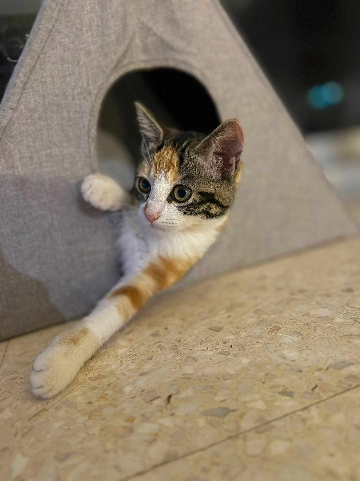 Talya participe au concours pour gagner de l'argent avec cette photo : cat, kitten, calico, curious, stretching, cat_house, indoor, floor, speckled_floor, pet, animal, feline, cute, whiskers, ears, paw, triangular, cozy, resting, young