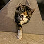 cat, calico, paw, curious, triangle, fabric, hole, indoor, pet, animal, whiskers, floor, closeup, feline, cute, soft_focus, home, playful, tabby, kitten