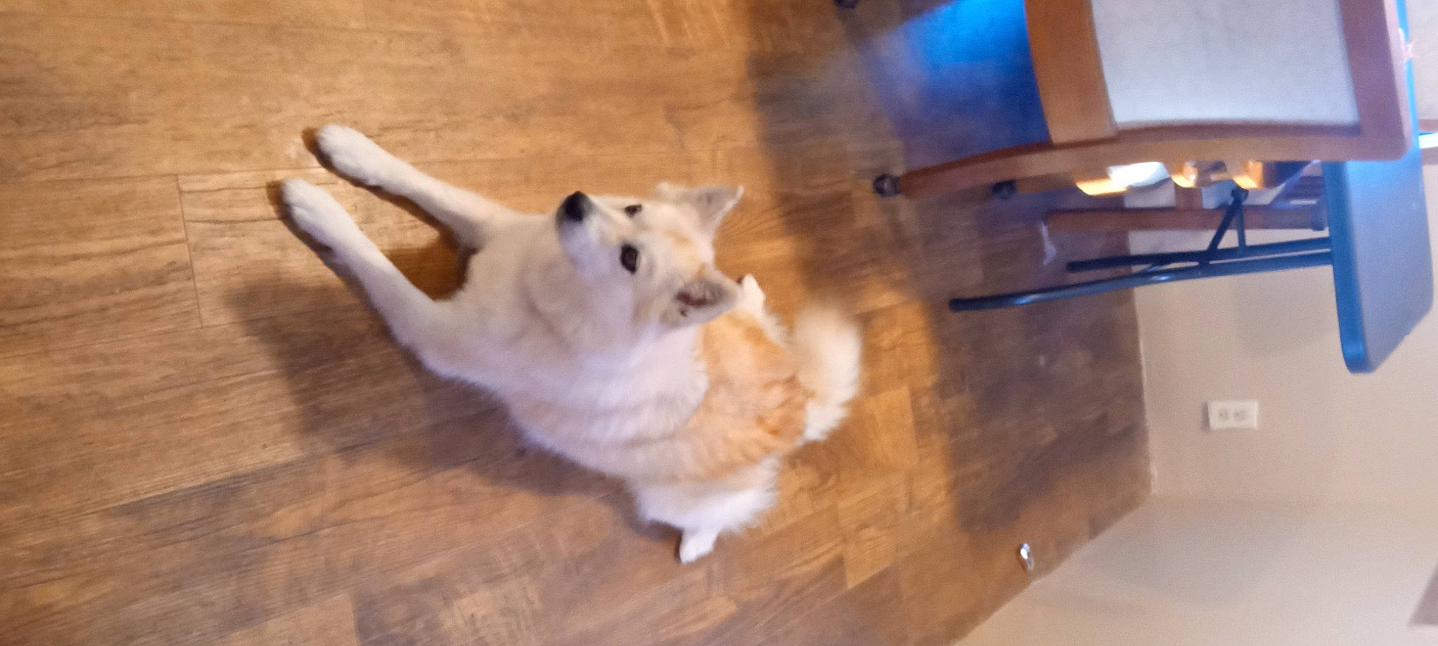 Journey joined the competition — help win amazing prizes! carnivore, companion_dog, dog, dog_breed, fawn, felidae, floor, flooring, fur, hardwood, laminate_flooring, paw, plywood, sporting_group, tail, varnish, wood, wood_flooring, wood_stain, working_dog