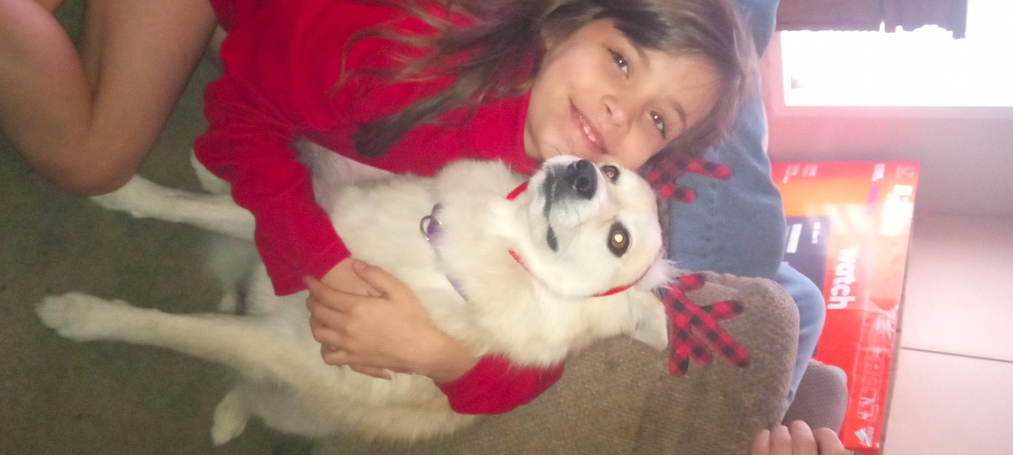 Journey is registered to the contest to win money with this photo: canidae, carnivore, companion_dog, dog, dog_breed, eye, fawn, felidae, fun, fur, happy, head, lap, paw, skin, small_to_medium_sized_cats, smile, sporting_group, tail, whiskers