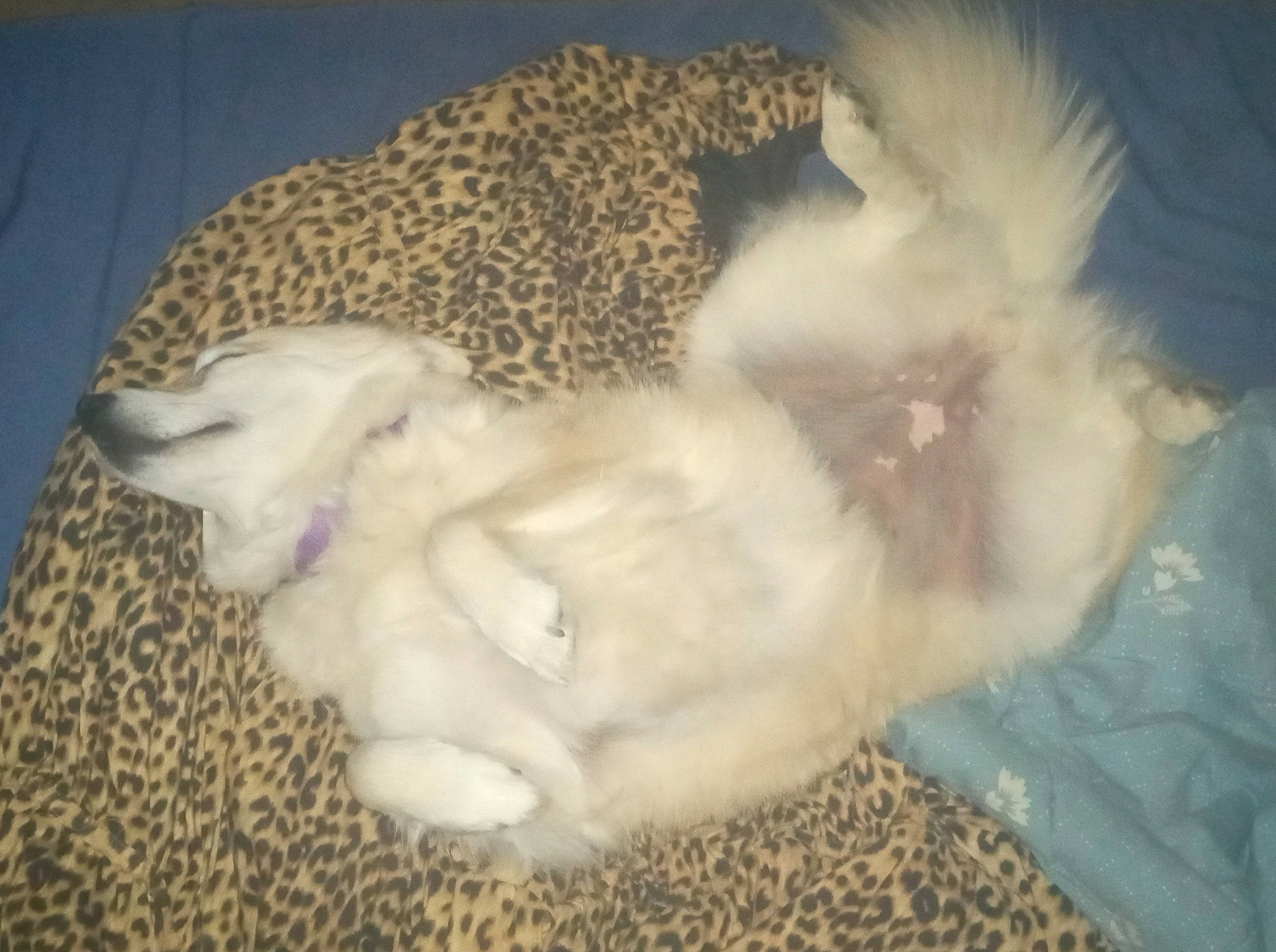 Journey joined the competition — help win amazing prizes! canidae, carnivore, comfort, companion_dog, dog, dog_breed, fawn, felidae, fur, mammal, nap, paw, puppy, sleep, small_to_medium_sized_cats, sporting_group, tail, terrestrial_animal, toy_dog, whiskers