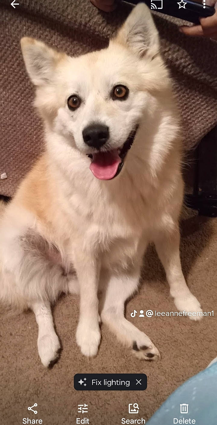 Journey is registered to the contest to win money with this photo: ancient_dog_breeds, canidae, carnivore, companion_dog, dog, dog_breed, fur, non_sporting_group, photography, sled_dog, snout, terrestrial_animal, whiskers, working_animal, working_dog