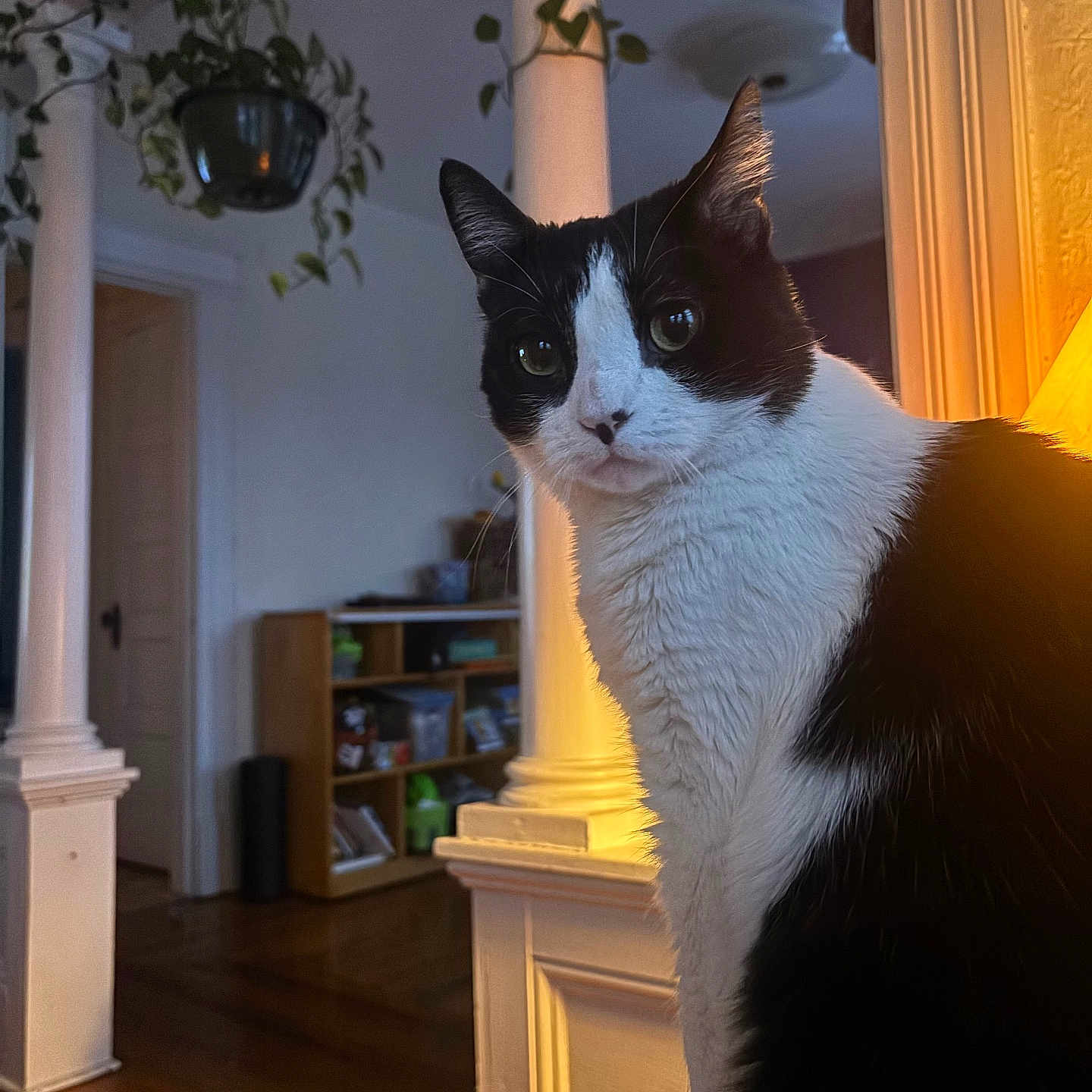 Doja is registered to the contest to win money with this photo: cat, black_and_white, indoor, pet, feline, animal, houseplant, pillar, lamp, furniture, bookshelf, wooden_floor, curious, portrait, domestic, cozy, warm_light, close_up, sitting, whiskers