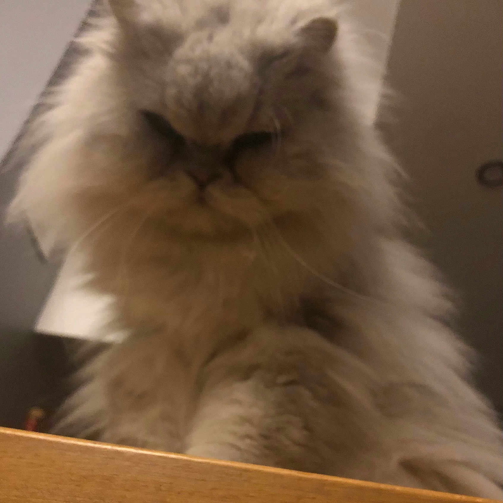 Enzo participe au concours pour gagner de l'argent avec cette photo : cat, fluffy, indoor, wood, pet, animal, feline, fur, face, closeup, grumpy, cute, domestic, whiskers, ears, portrait, looking_down, soft, muzzle, expression