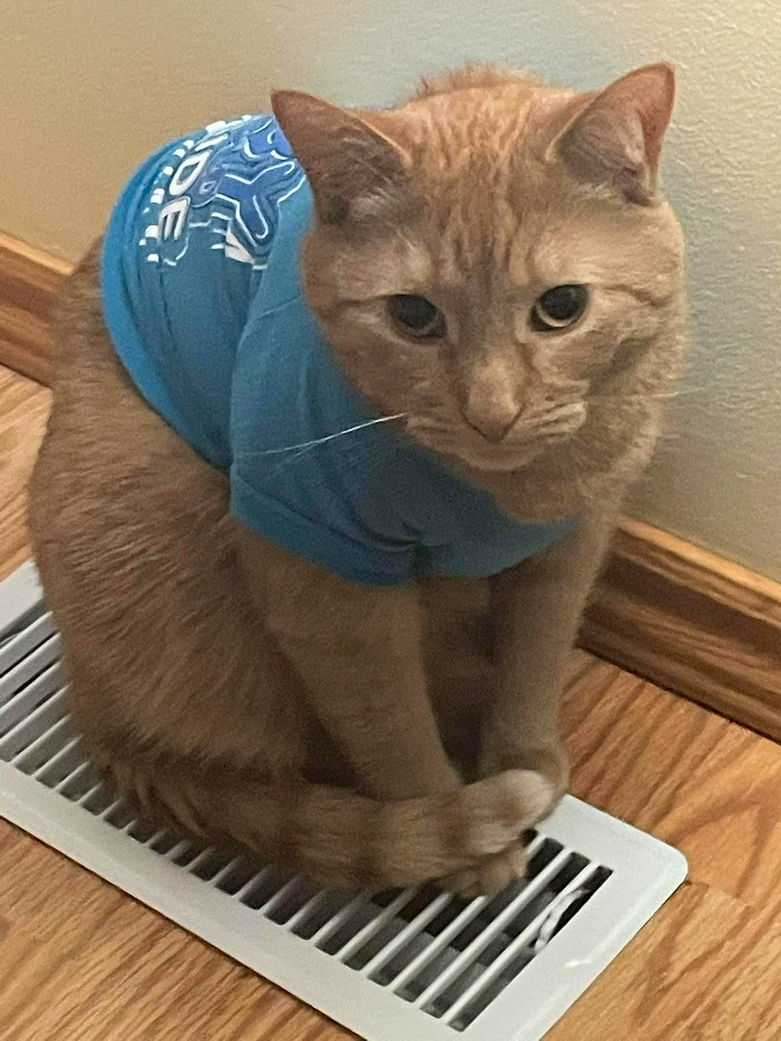 Finnegan is registered to the contest to win money with this photo: carnivore, cat, domestic_short_haired_cat, electric_blue, electronic_musical_instrument, fawn, felidae, flooring, fur, keyboard, musical_instrument, musical_keyboard, paw, piano, small_to_medium_sized_cats, snout, tail, whiskers, window, wood