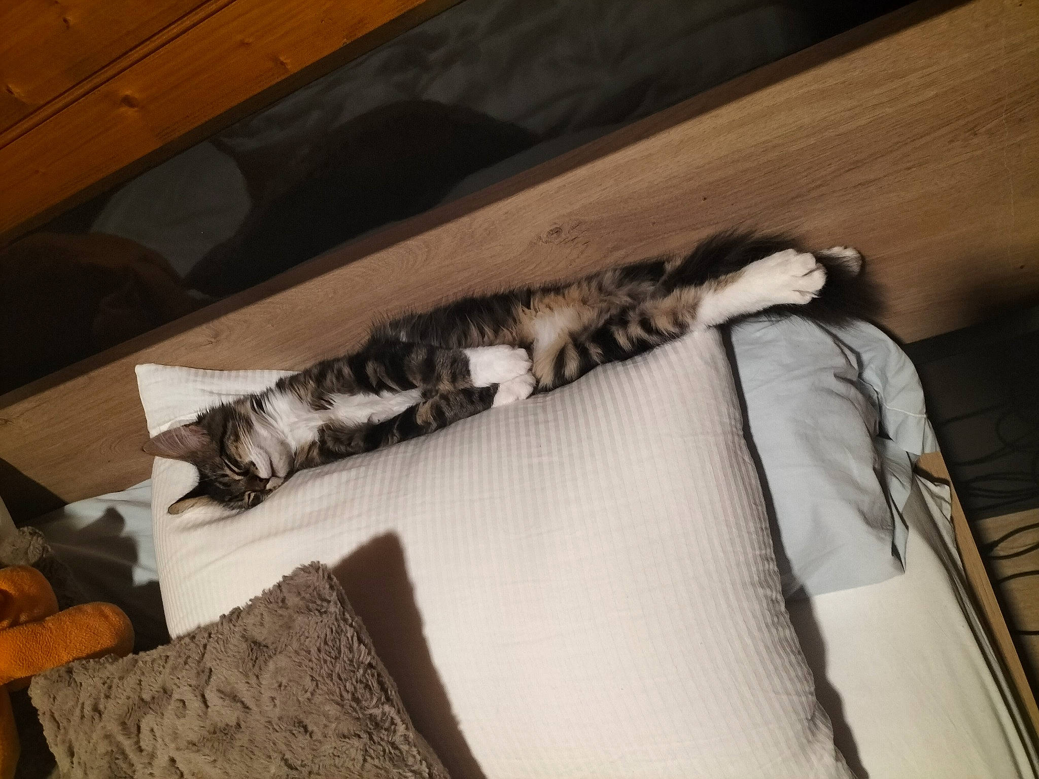 Teemo a rejoint le concours — aidez-le/la à gagner de superbes lots ! bed_sheet, bedding, bedroom, brown, cat, comfort, couch, domestic_short_haired_cat, felidae, flooring, fur, hardwood, house, linens, living_room, room, small_to_medium_sized_cats, tail, whiskers, wood