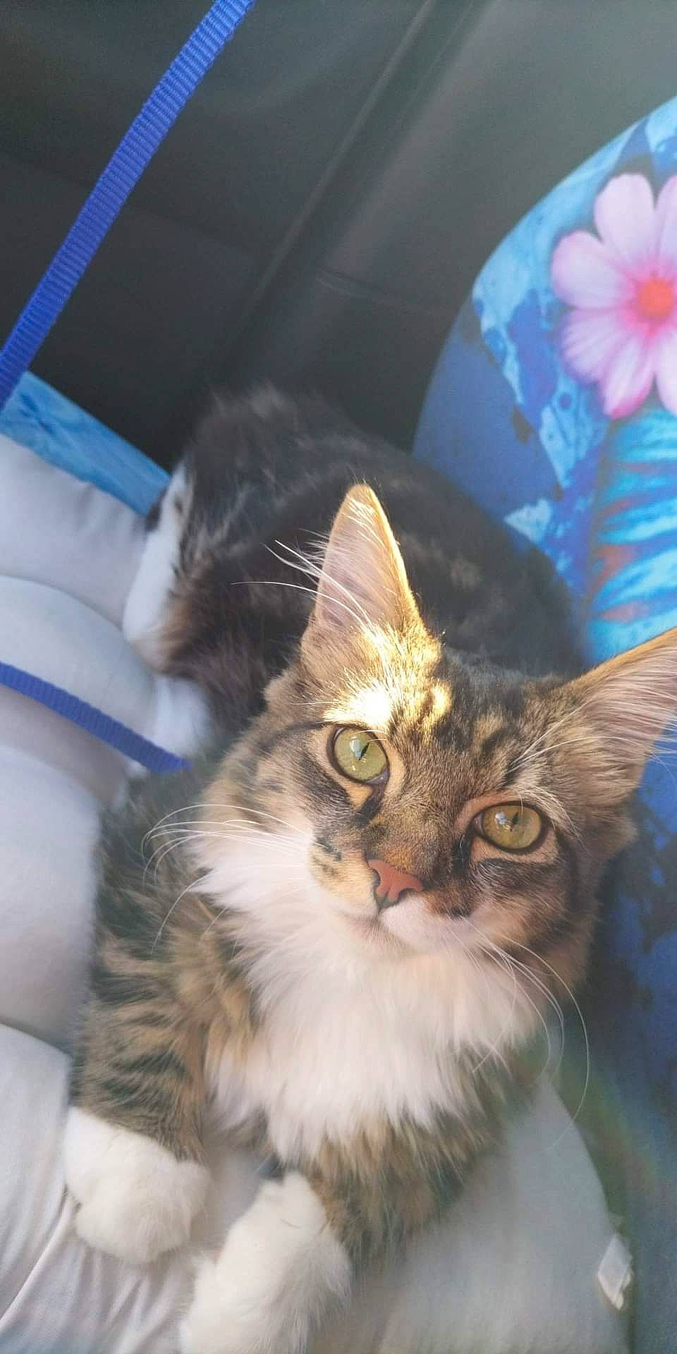 Teemo a rejoint le concours — aidez-le/la à gagner de superbes lots ! carnivore, cat, claw, comfort, domestic_short_haired_cat, felidae, flower, fur, iris, mammal, paw, petal, plant, small_to_medium_sized_cats, snout, tail, terrestrial_animal, whiskers, window