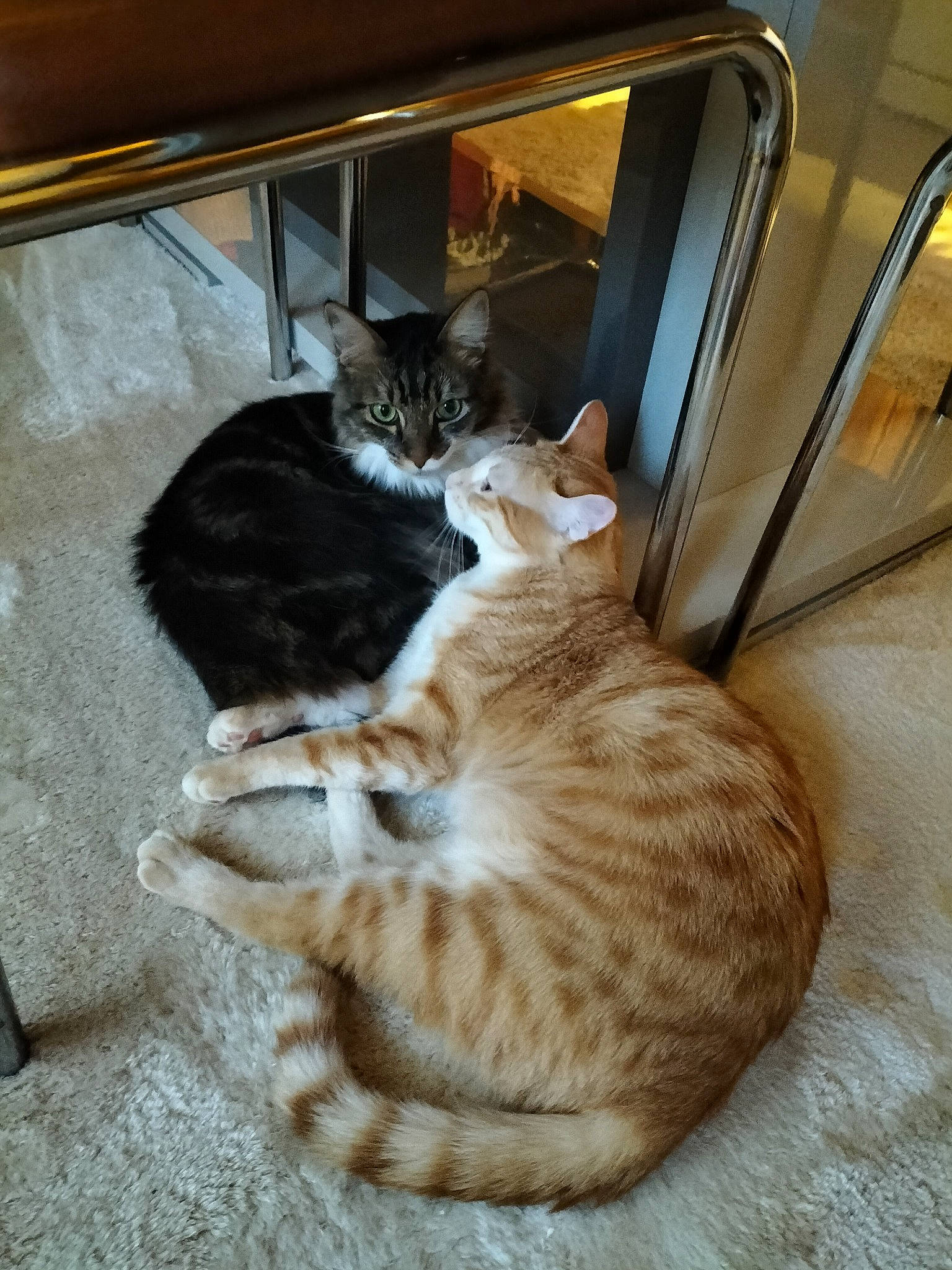 Trundle a rejoint le concours — aidez-le/la à gagner de superbes lots ! carnivore, cat, comfort, couch, domestic_short_haired_cat, fawn, felidae, fur, paw, room, sitting, small_to_medium_sized_cats, tail, terrestrial_animal, tree, whiskers, wood