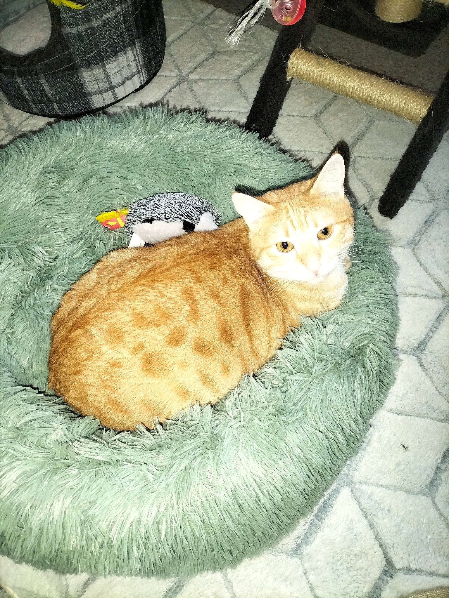 Trundle participe au concours pour gagner de l'argent avec cette photo : carnivore, cat, cat_bed, cat_supply, claw, comfort, domestic_short_haired_cat, fawn, felidae, flooring, fur, linens, mammal, paw, small_to_medium_sized_cats, snout, tail, terrestrial_animal, vertebrate, whiskers