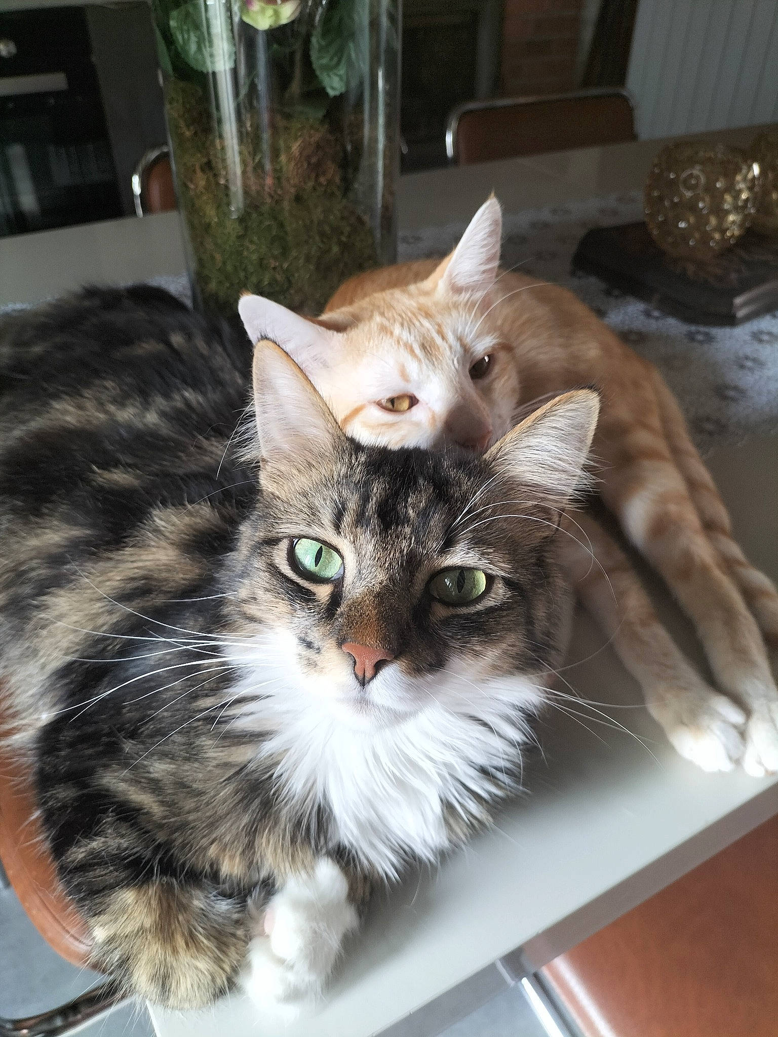 Trundle participe au concours pour gagner de l'argent avec cette photo : box, cardboard, carnivore, cat, cat_supply, claw, domestic_short_haired_cat, fawn, felidae, fur, maine_coon, paw, photo_caption, plant, small_to_medium_sized_cats, snout, tail, terrestrial_animal, whiskers, window