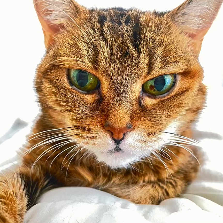 Isiss participe au concours pour gagner de l'argent avec cette photo : abyssinian, animal, cat, kitten, manx, pet