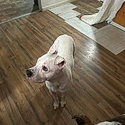 Uno joined the competition — help win amazing prizes! animal, brown_dog, canine, curtain, dog, domestic, door, ears, floor, flooring, head, house, indoor, looking, patch, pet, room, standing, white_dog, wooden_floor