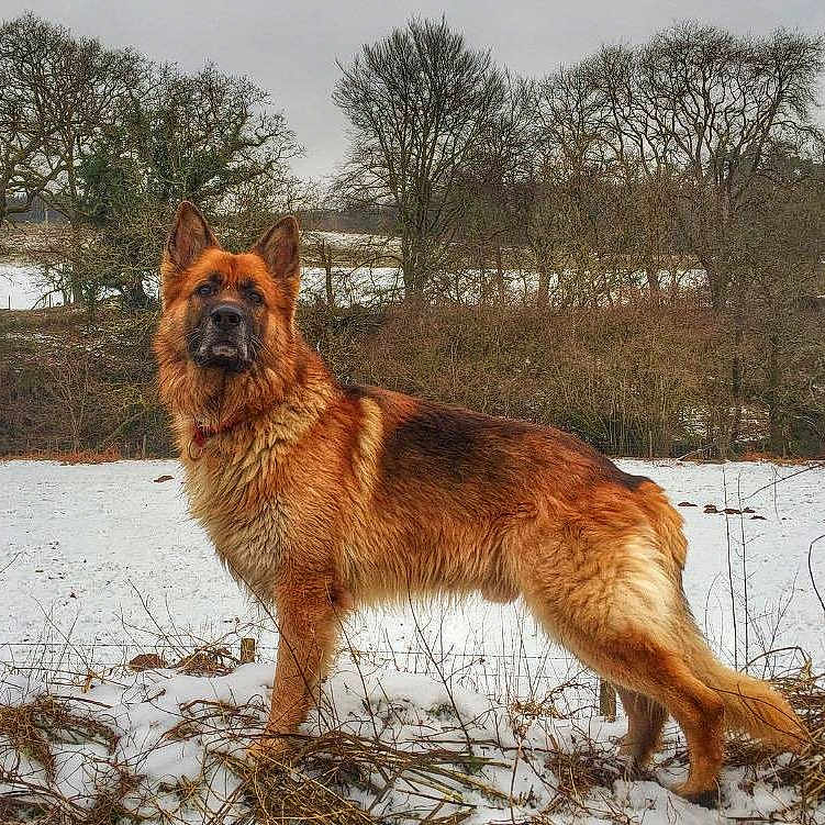 Ozzie is registered to the contest to win money with this photo: