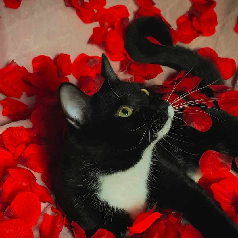 Shiloh is registered to the contest to win money with this photo: adult, animal, cat, face, female, flower, flowerarrangement, geranium, head, kitten, leaf, manx, person, pet, petal, photography, plant, portrait, rose, woman