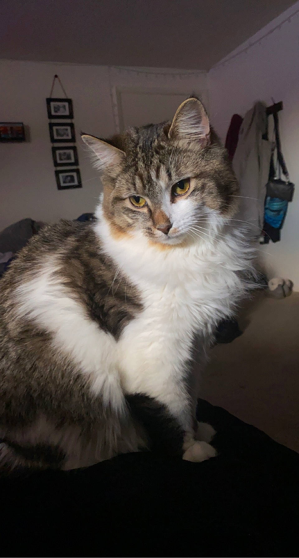 Clyde joined the competition — help win amazing prizes! carnivore, cat, domestic_short_haired_cat, door, felidae, fur, paw, sitting, small_to_medium_sized_cats, snout, tail, terrestrial_animal, whiskers