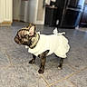 Stormi joined the competition — help win amazing prizes! dog, french_bulldog, pet, white_dress, gold_chain, costume, standing, indoor, kitchen, tiled_floor, portrait, fashion, cute, stylish, brindle_coat, ears, collar, canine, home, blurred_background