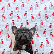 Stormi joined the competition — help win amazing prizes! dog, french_bulldog, pet, animal, portrait, close_up, indoors, holiday, christmas, snowman, blanket, red_scarf, black_coat, bat_ears, sitting, looking_at_camera, cute, festive, patterned_background, home
