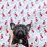 dog, french_bulldog, pet, animal, portrait, close_up, indoors, holiday, christmas, snowman, blanket, red_scarf, black_coat, bat_ears, sitting, looking_at_camera, cute, festive, patterned_background, home
