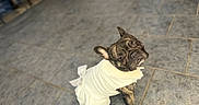 Stormi is registered to the contest to win money with this photo: dog, french_bulldog, puppy, pet, animal, white_outfit, clothing, dressed_dog, brindle, sitting, looking_up, ears, wrinkled_face, indoor, tile_floor, home, portrait, cute, funny, photography