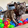 Stormi joined the competition — help win amazing prizes! dog, french_bulldog, pet, animal, ball_pit, colorful_balls, brindle_coat, red_collar, indoors, playroom, portrait, standing, ears, eyes, snout, canine, toy, playful, home, photography