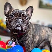 Stormi Ramirez joined the competition — help win amazing prizes! dog, french_bulldog, brindle, plastic_balls, ball_pit, indoor, pet, collar, closeup, portrait, toy, colorful, animal, cute, face, ears, nose, focused, background_blur, domestic